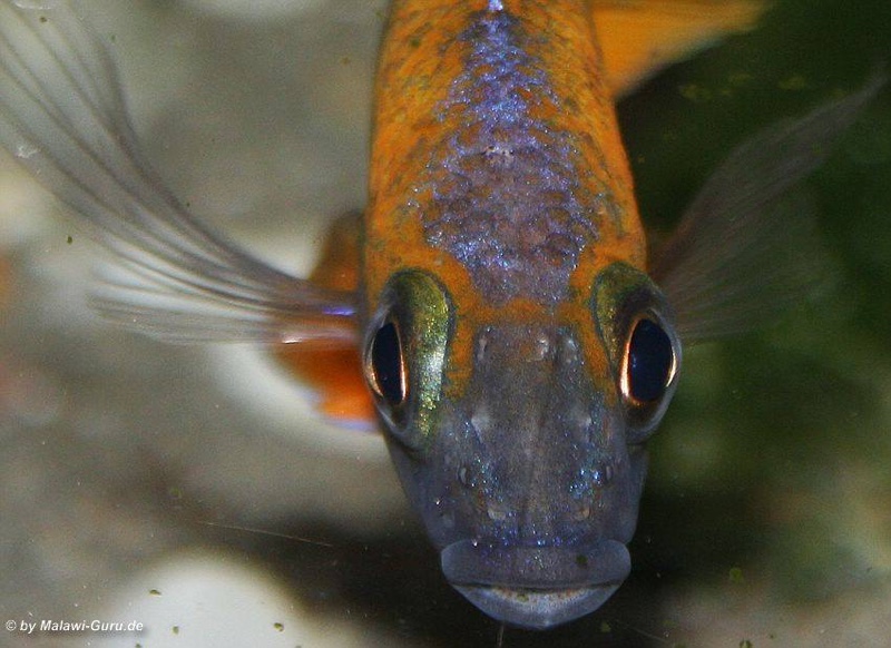 Aulonocara jacobfreibergi 'Cape Maclear'